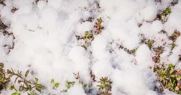 春天草地上冰雪消融过程