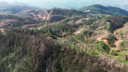 重庆缙云山山火一年后，森林生态逐渐恢复