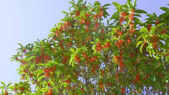 八月桂花香桂树开花秋天中秋节