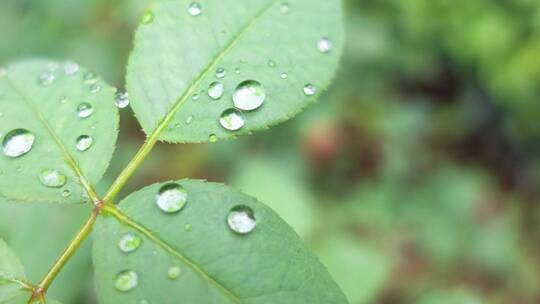 雨天叶子上的露水微距水滴4k超清