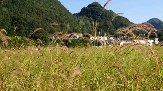 狗尾巴草草丛清新野草植物唯美风景