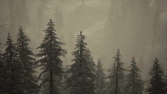喀尔巴提安山脉松林的雾和薄雾