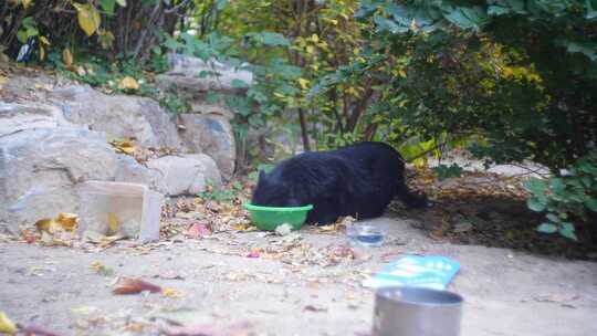 黑猫干饭