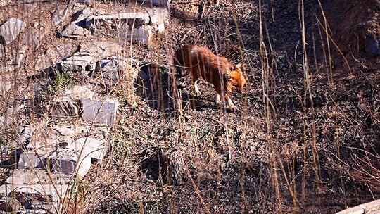 豺 食肉目 犬科 野生动物 动物 食肉动物