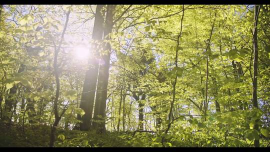 阳光穿透森林
