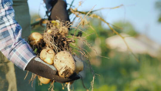 一个农民拿着一大丛刚从地里挖出来的土豆