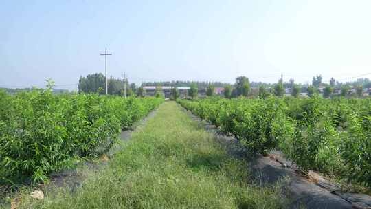 桃林桃园桃树种植基地