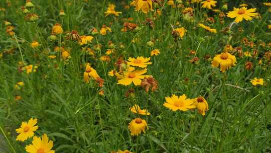 城市公园鲜花种植植物实拍