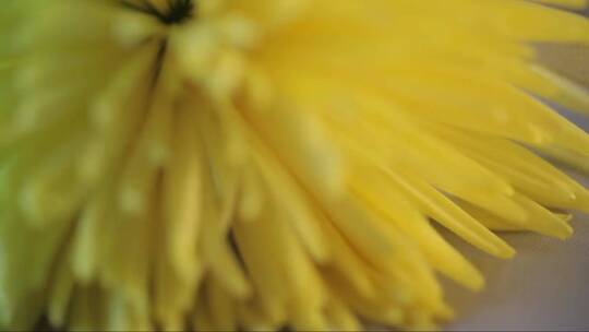 黄色的菊-花