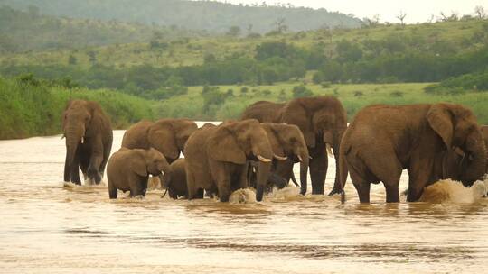 大象群过河