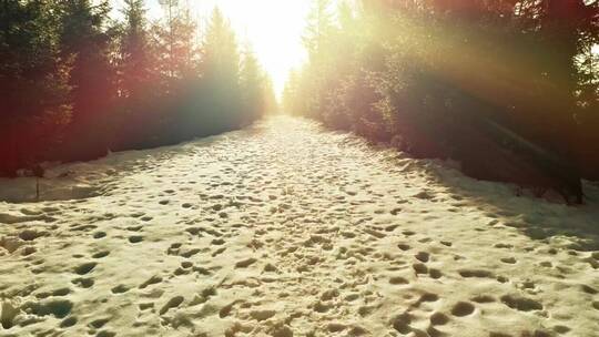 雪路_雪林中有脚印