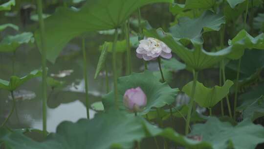 夏日荷花视频素材模板下载