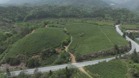 茶山茶园航拍