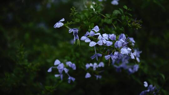 紫色花特写