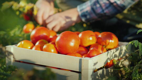 农民在采摘西红柿视频素材模板下载