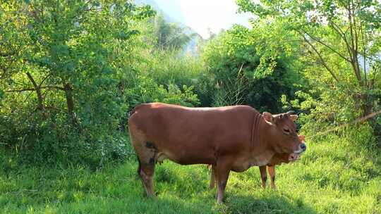 放牧黄牛牛吃草优质肉牛