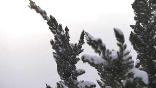 冬天下雪唯美雪景松树枝头被雪覆盖