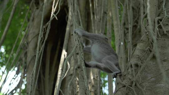 猴子在藤蔓间攀爬