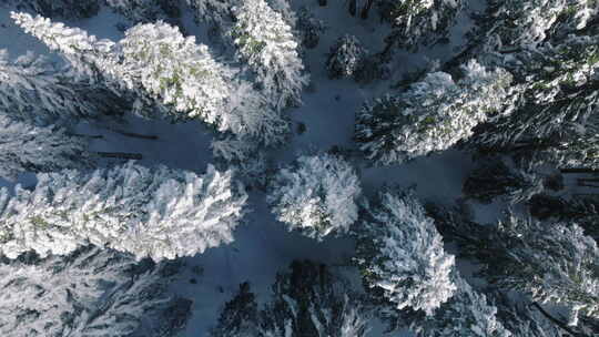 从上往下俯瞰冰冻的冬季森林，被雪阳光深深