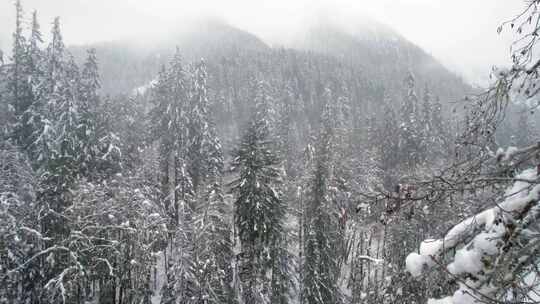 山，冬天，雪，树