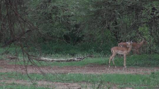 坦桑尼亚东非草原灌木丛间羚羊视频素材模板下载