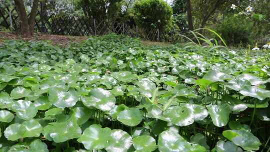 金钱草、铺地莲