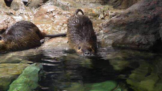 海狸鼠潜水在水面游动特写