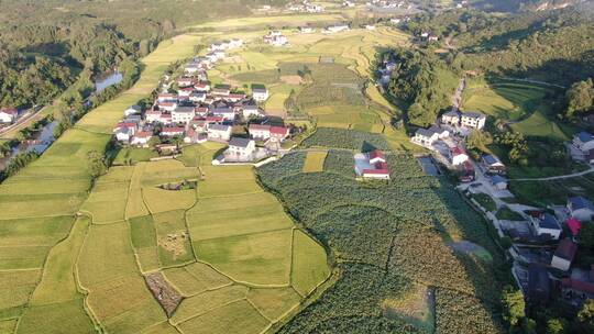 航拍金黄稻田杂交水稻种植稻田视频素材模板下载