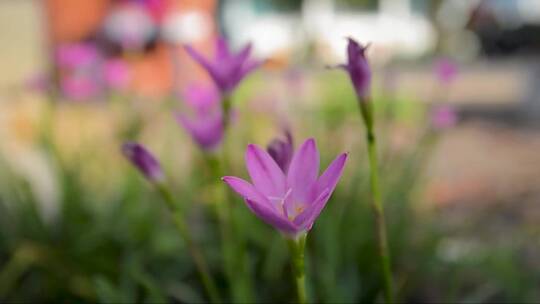 紫色小花在风中摇摆