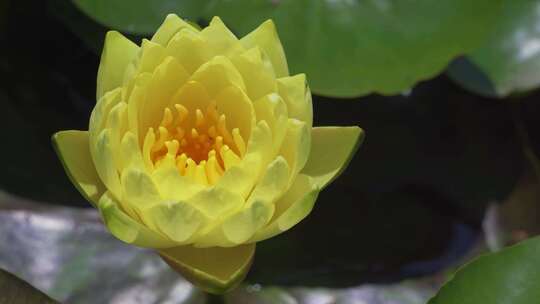 杭州湘湖夏天池塘盛开的睡莲