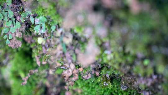 溪流岩石水滴苔藓