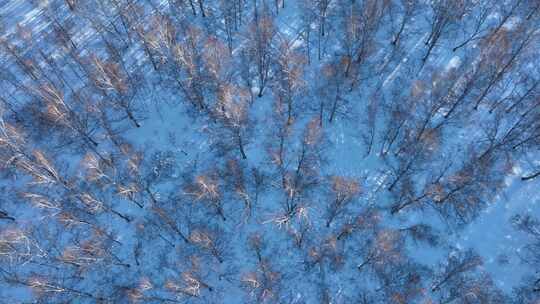 森林俯拍大兴安岭山林冬季白桦树林雪景视频素材模板下载