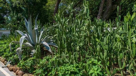 沙漠植物沙生植物仙人掌