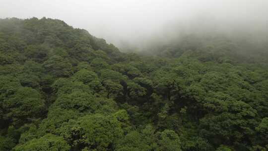 烟雨濛濛的森林山林树木雾气