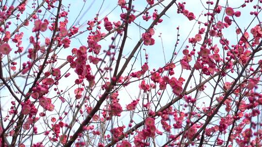 春季红色梅花景观