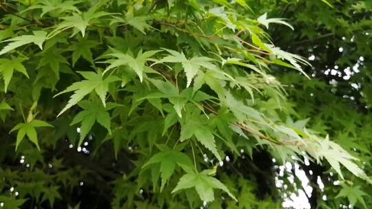 绿色枫树树叶植物特写镜头