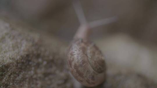 雨后蜗牛爬行LOG视频素材模板下载