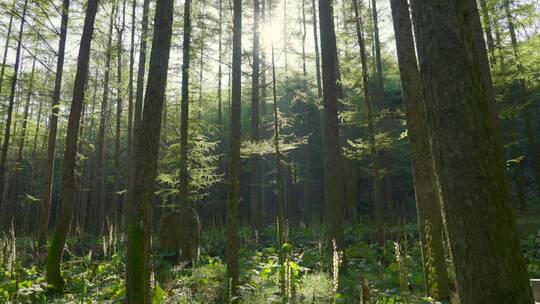 茂密的森林阳光视频素材模板下载