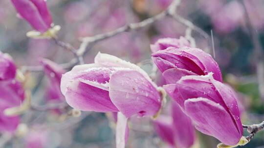 4K-乍暖还寒，玉兰花花开，玉兰花雪中绽放