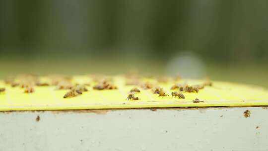 新西兰深山里的麦卢卡蜂蜜农场和蜜蜂巢框
