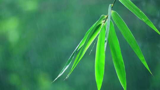 竹林下雨