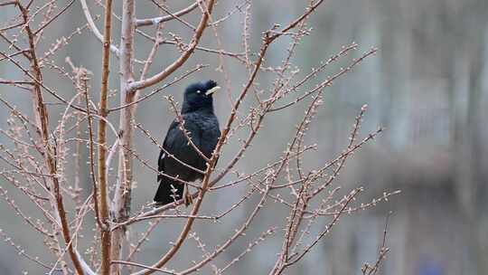 树枝上可爱的野生鸟八哥在鸣叫