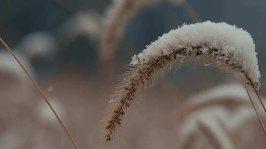 下雪后枯草上的积雪特写