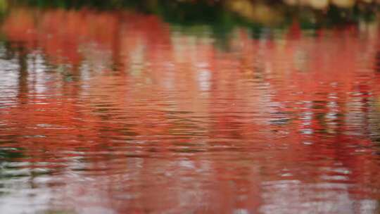 秋天 红枫水中倒影视频素材模板下载
