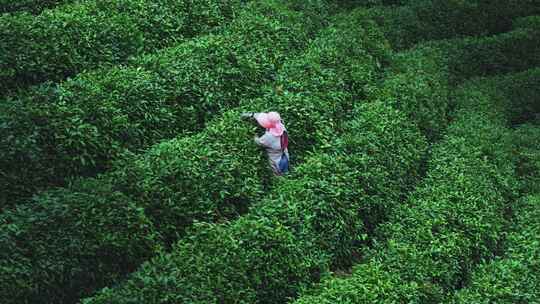 航拍茶园茶山风光