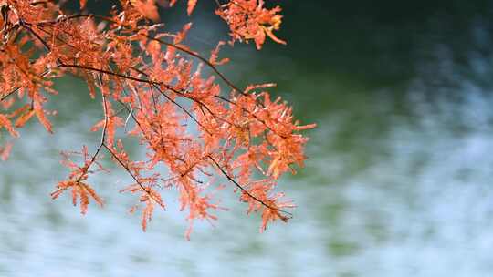 枫叶红林风景飘落视频飞舞随摇水面上逆光