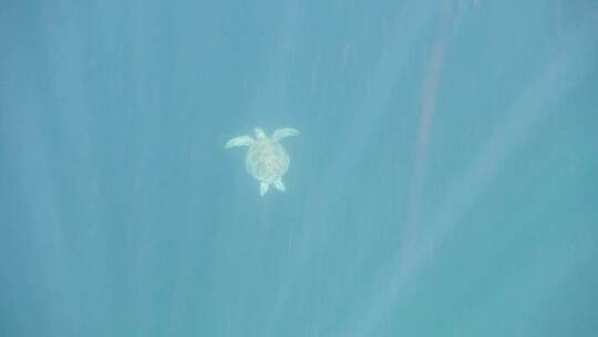 马来西亚仙本那海底海龟