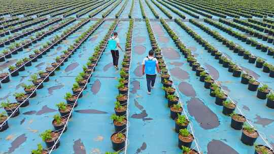 蓝莓种植基地给幼苗浇水施肥打药的农民航拍