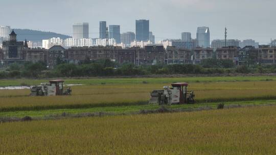 收割机收割稻谷