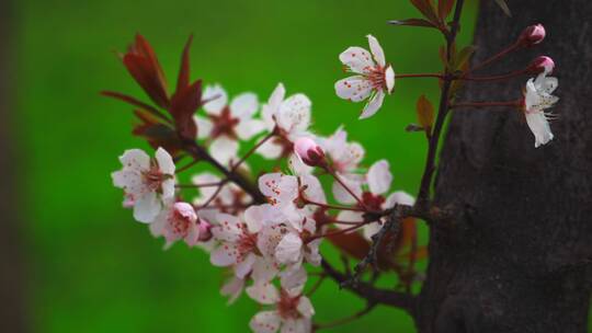 迎春花 绿背景